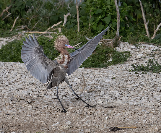 Reddish Egret   _DSC1395-Edit