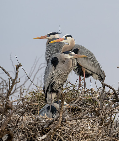 Great Blue Heron _DSC0462-Edit