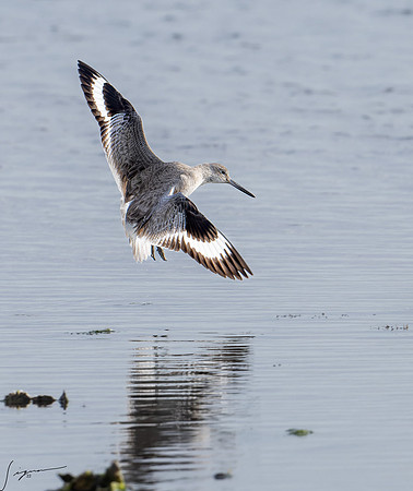 Willet    _DSC1502-NEF_DxO_DeepPRIME