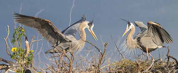 Great Blue Heron _DSC0399-Edit