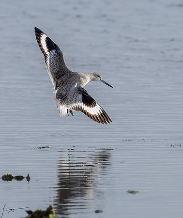 Willet    _DSC1502-NEF_DxO_DeepPRIME-Edit