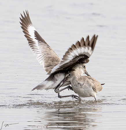 _DSC1884-Edit