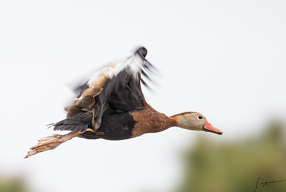 Black-bellied Whistling-Duck _DSC0090-Edit