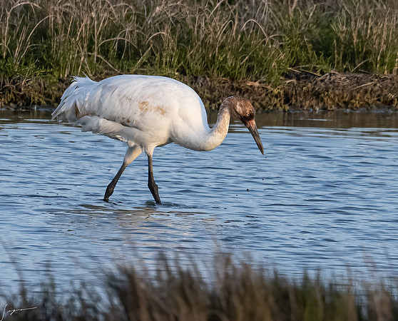 _DSC0041-Edit