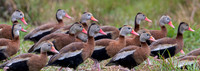 Aransas National Wildlife Refuge 20220311/.13