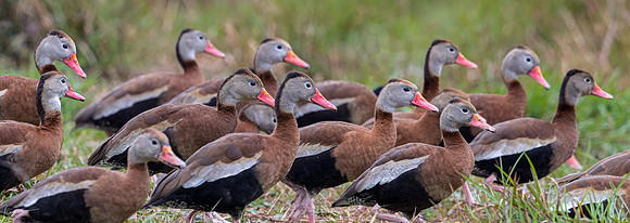 Black-bellied Whistling-Duck     _DSC9417-Edit