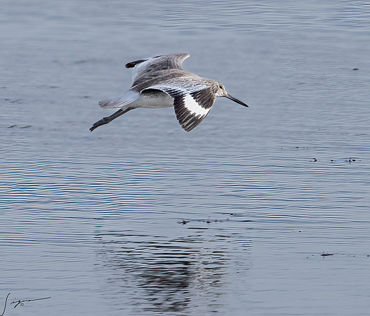 Willet     _DSC1494-Edit