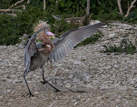 Reddish Egret   _DSC1396-Edit