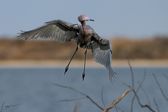 Reddish Egret   _DSC1444-Edit