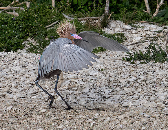 Reddish Egret   _DSC1397-Edit