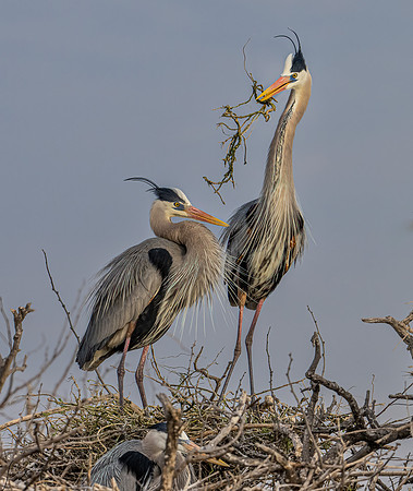 Great Blue Heron _DSC0419-Edit-2