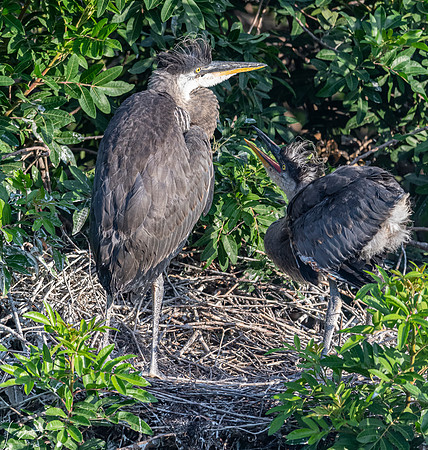 GreatBlueHeronChicksVeniceRookery20190401_0008