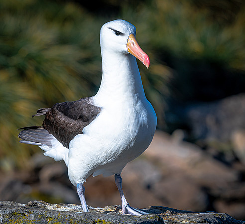 Black-browed Albatross FalklandIslandsWestPointIsland20200316_0882