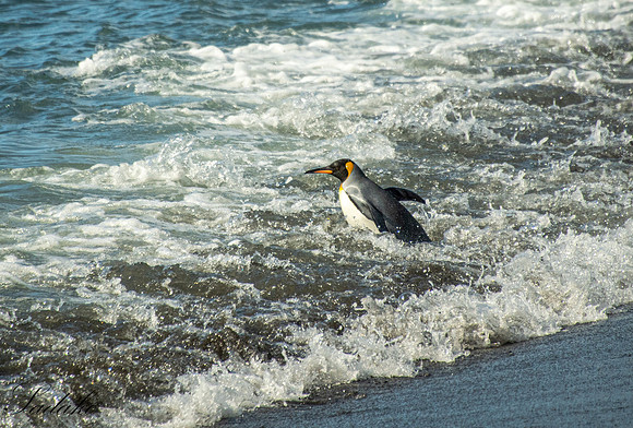 King Penguin South Georgia_DSC4296