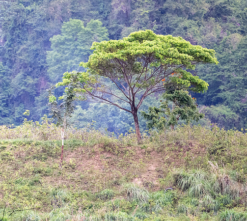 RoseauDominica20260404_1588