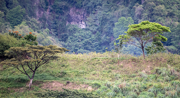 RoseauDominica20260404_1581