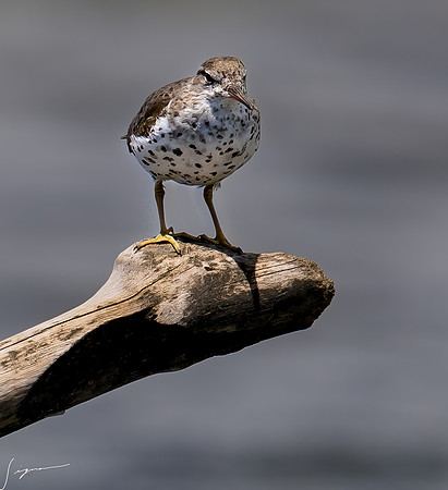 PuntarenasCostaRica20260417_1511-Edit-Edit