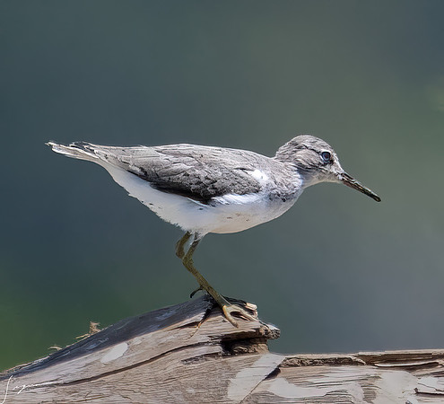 PuntarenasCostaRica20260417_1534-Edit-Edit