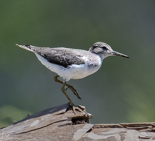 PuntarenasCostaRica20260417_1538-Edit-Edit