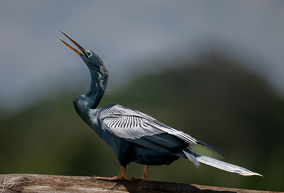 PuntarenasCostaRica20260417_2219-Edit