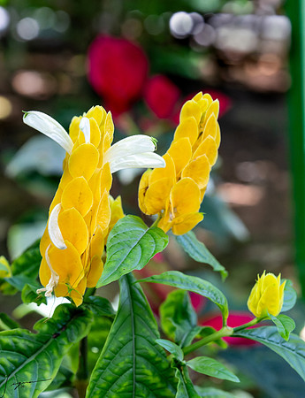 PuntarenasCostaRica20260417_0700_DxO