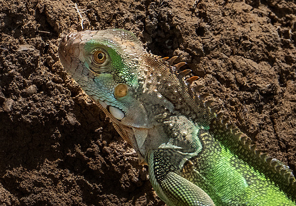 PuntarenasCostaRica20260417_1003-Edit