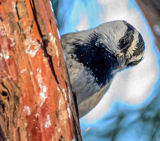 Yosemite20260226_0164-Edit