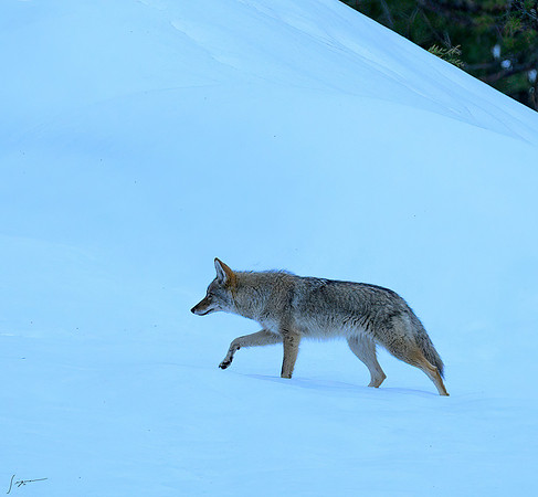 Yosemite20260226_0034-Edit