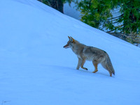 Yosemite 20260226