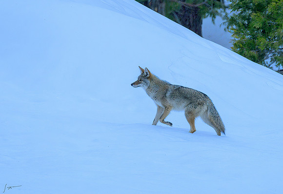Yosemite20260226_0029-Edit