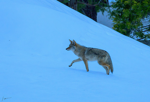 Yosemite20260226_0028-Edit
