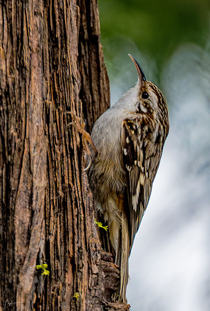 YosemiteBirds2026_0014_DxO