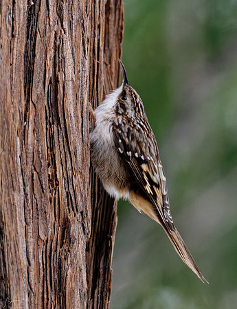 YosemiteBirds2026_0027_DxO