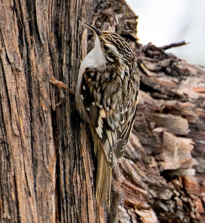 YosemiteBirds2026_0006