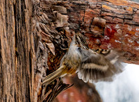 Yosemite Birds 202602