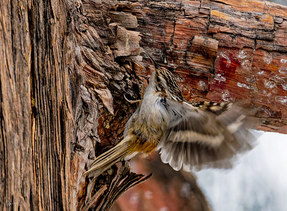 YosemiteBirds2026_0003_DxO