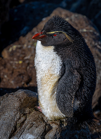 Rockhopper Penguin FalklandIslandsWestPointIsland20200316_0904