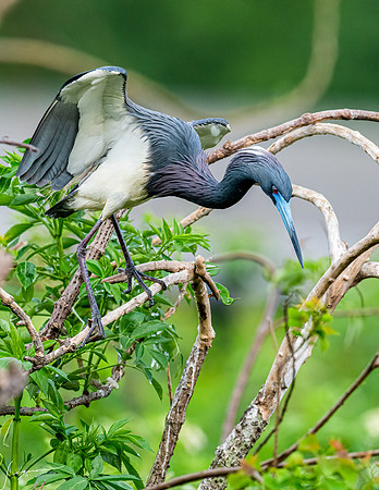TricoloredHeronBreedingAdultNorthLakesNestingArea20190408_0836-Edit