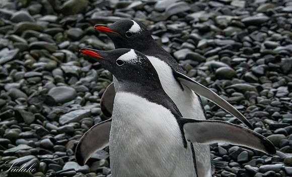 Gentoo Penguin Falkland Islands_DSC2807