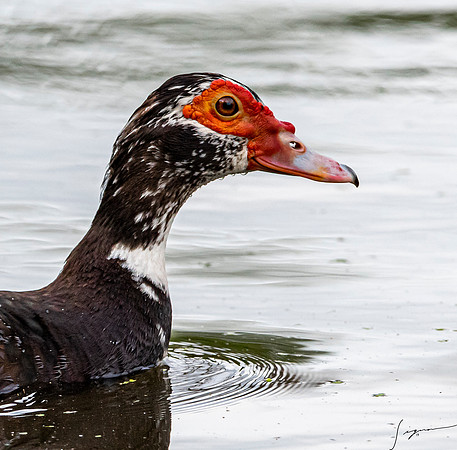 MuscovyDuckNorthLakesNestingArea20190408_0868