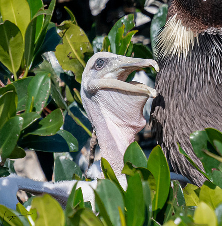 BrownPelicanVinoyParkStPete20190410_1336