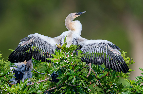 AnhingaImmatureVeniceRookery20190401_0420