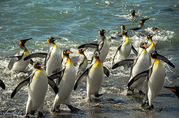 King Penguin South Georgia_DSC4320