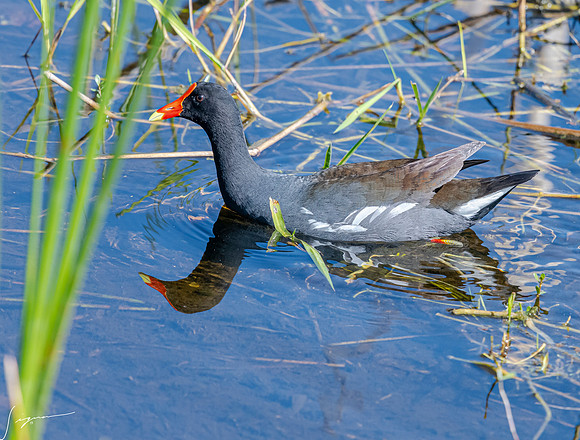 CommonGallinule SarasotaCeleryFields20190328_0540