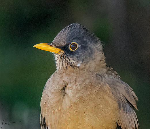 Austral Thrush FalklandIslandsWestPointIsland20200316_1108-Edit