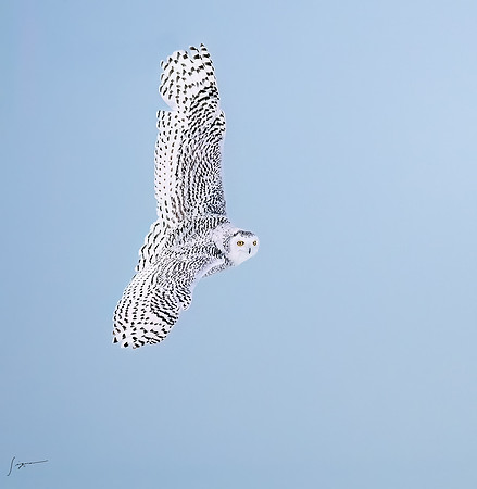 SnowyOlwsAlberta_20230209_1340-Edit