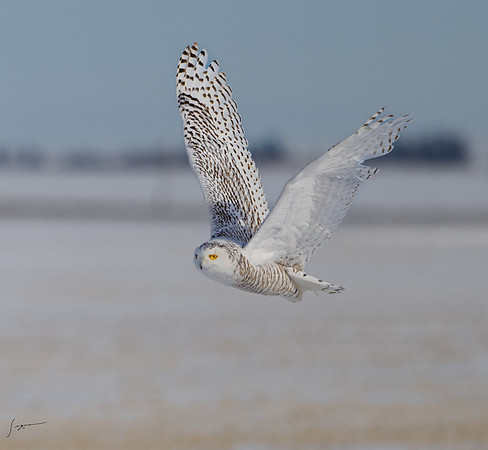 SnowyOwlsAlberta_20230207_0327
