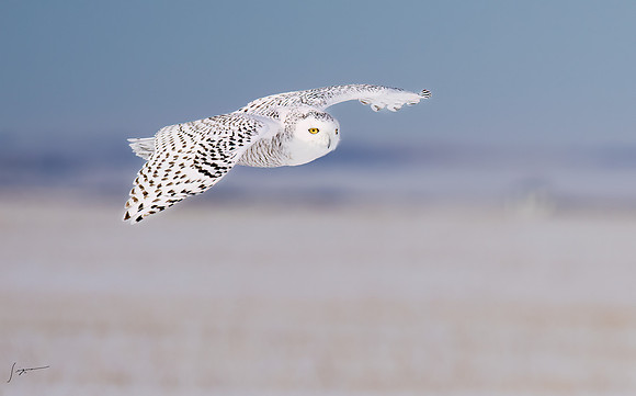 SnowyOwlsAlberta_20230207_0075-Edit