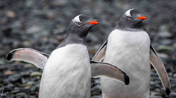 Gentoo Penguin YankeeHarbor20200304_0057-2
