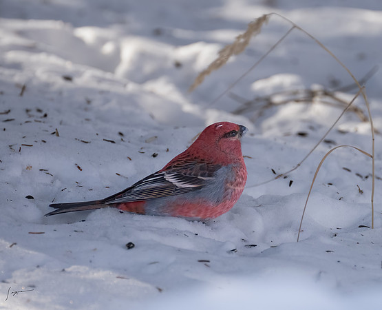 WisemanAK_20230307_1080-Edit